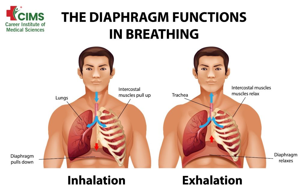 If the Diaphragm is Not There in the Body? Importance of Oxygen