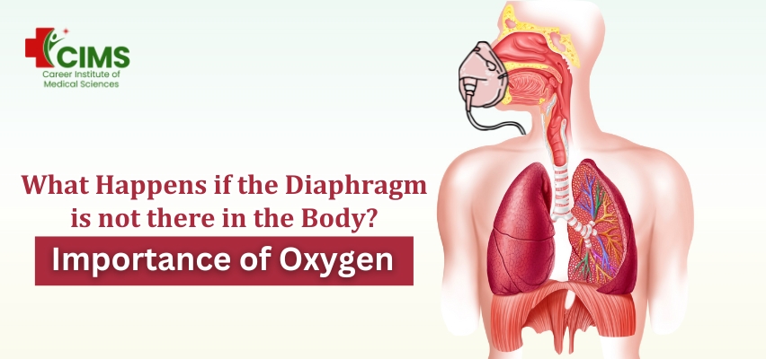 What Happens if the Diaphragm is Not There in the Body Importance of Oxygen