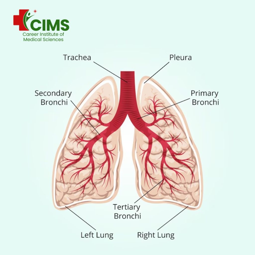 Difference Between Breathing and Respiration