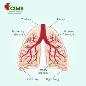 Difference Between Breathing and Respiration