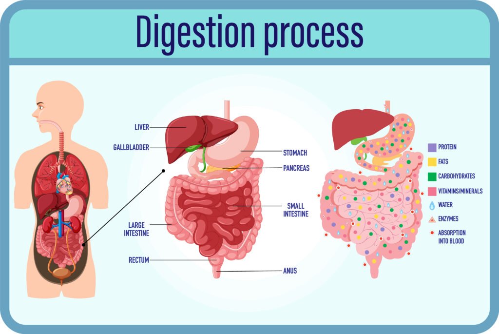 Medical Gastroenterology