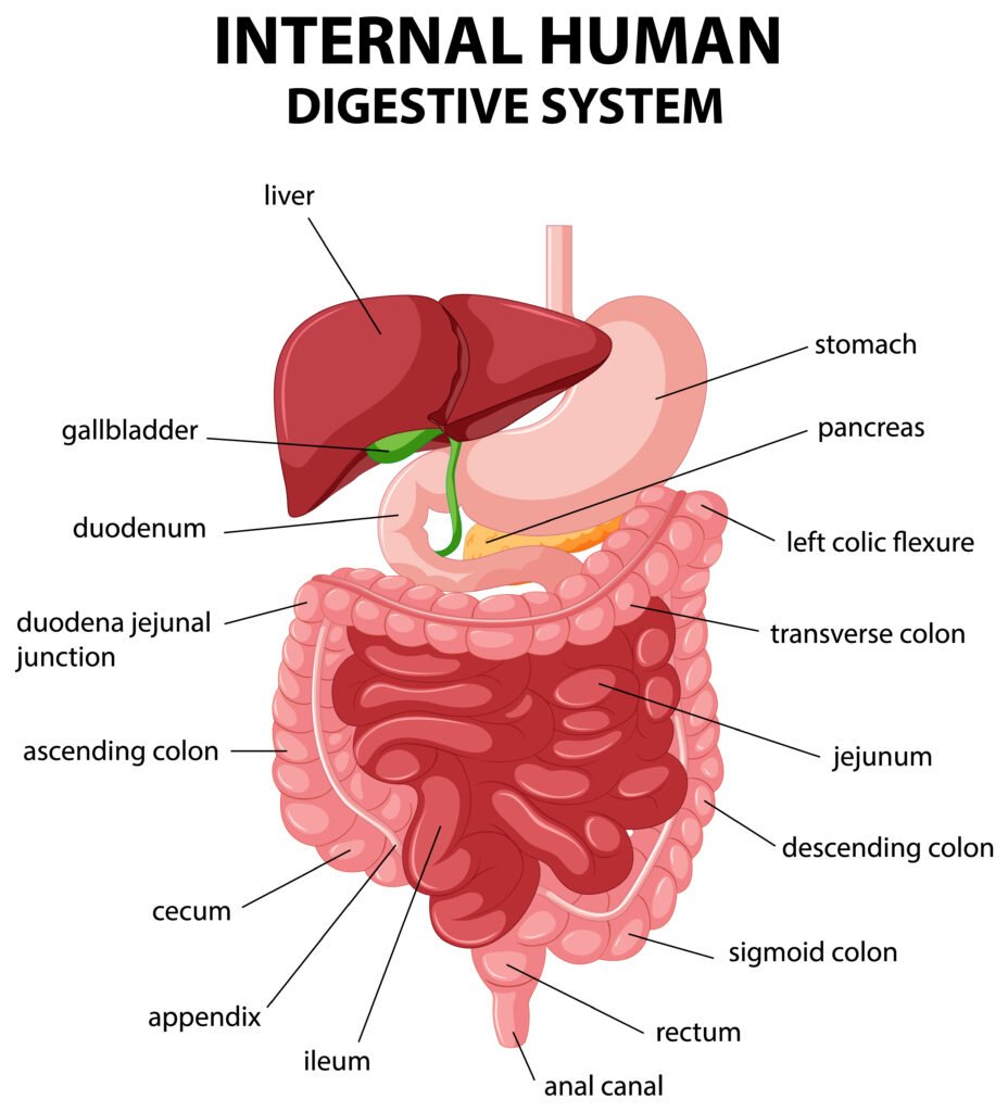 Medical Gastroenterology